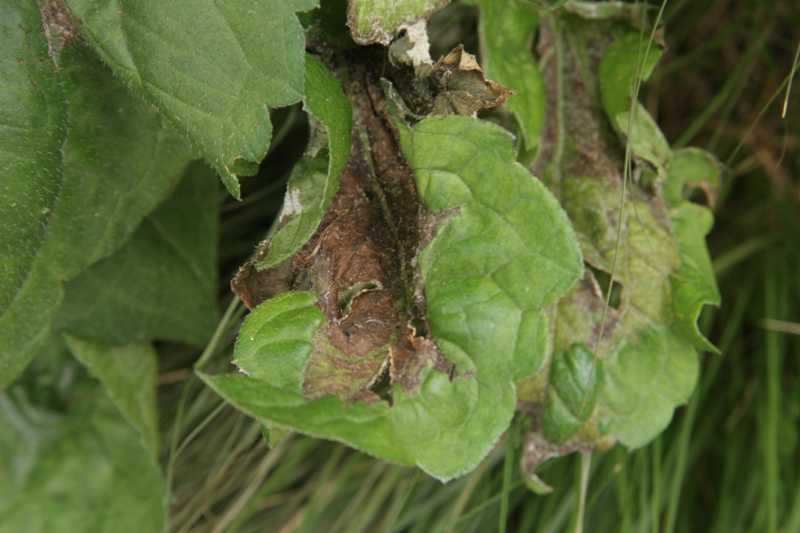 Downy mildew